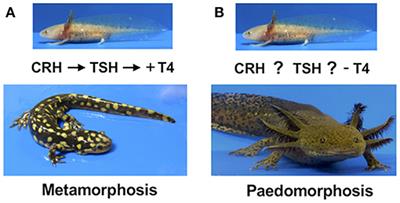 Rediscovering the Axolotl as a Model for Thyroid Hormone Dependent Development